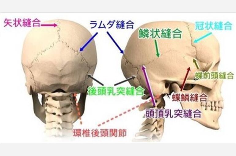 頭蓋骨　縫合